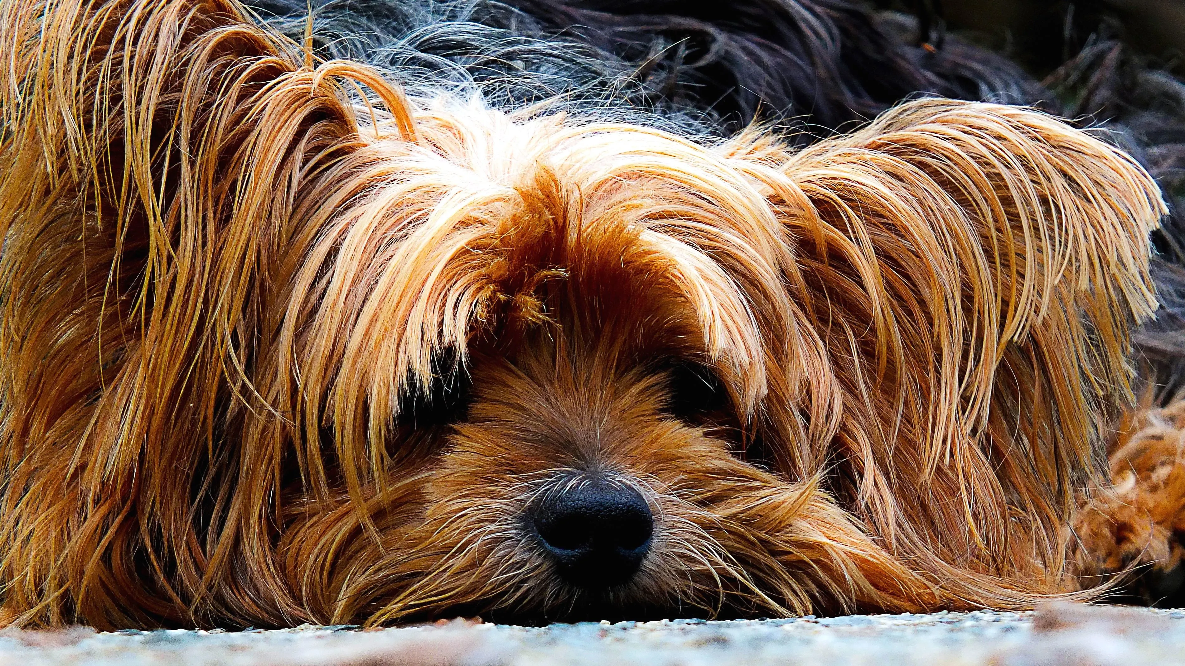 Relaxing Dog Sitter