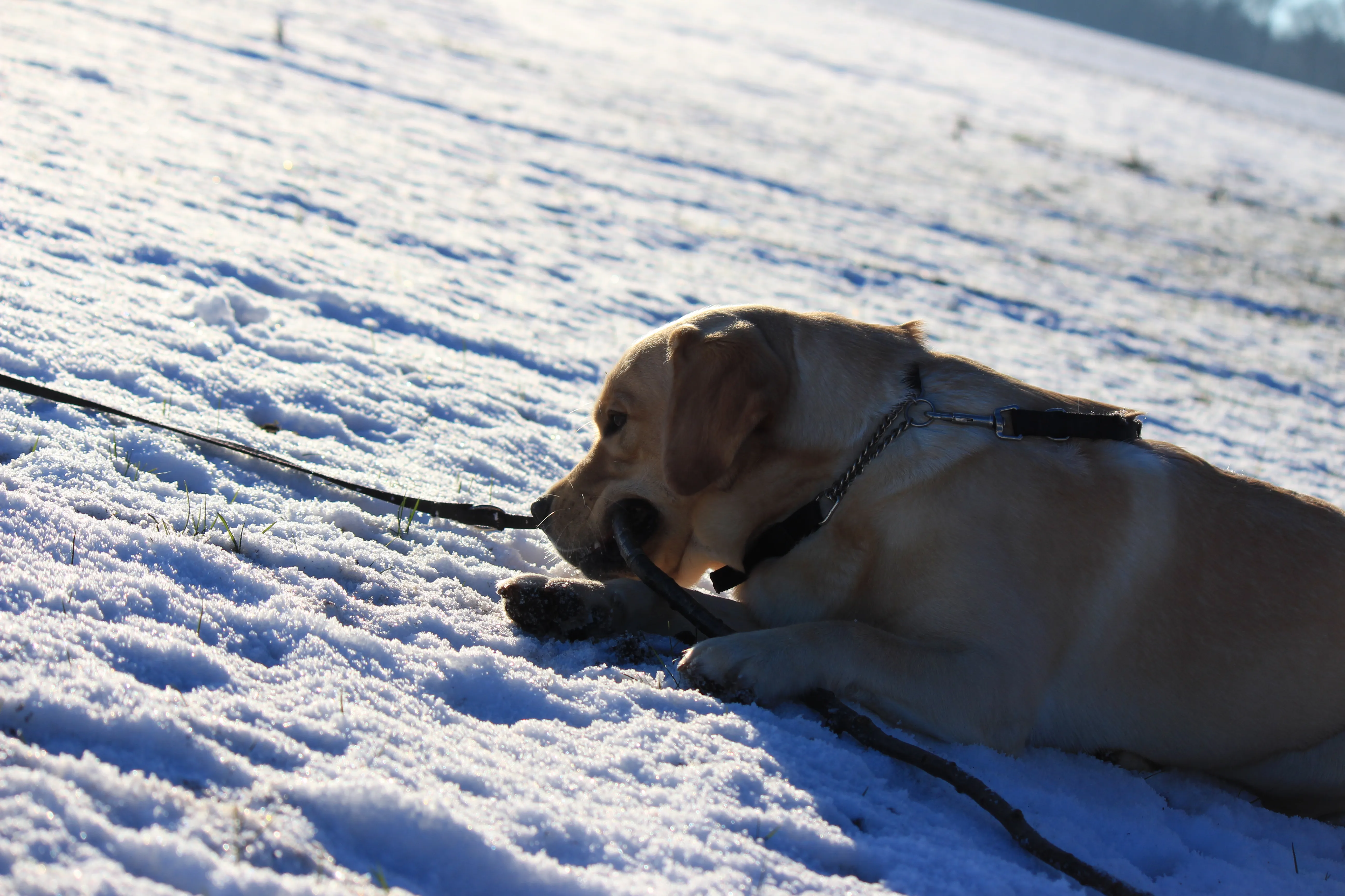 Dog walking winter